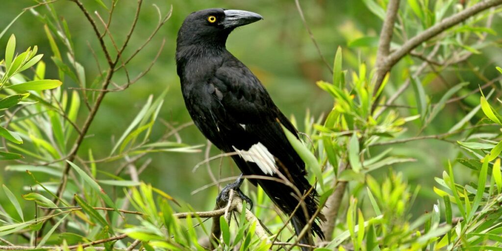 Currawong - Getty Images / Canva