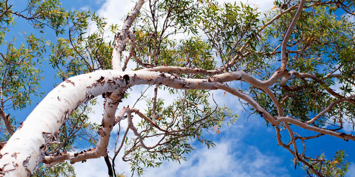 Eucalyptus Tree - Getty Images / Canva